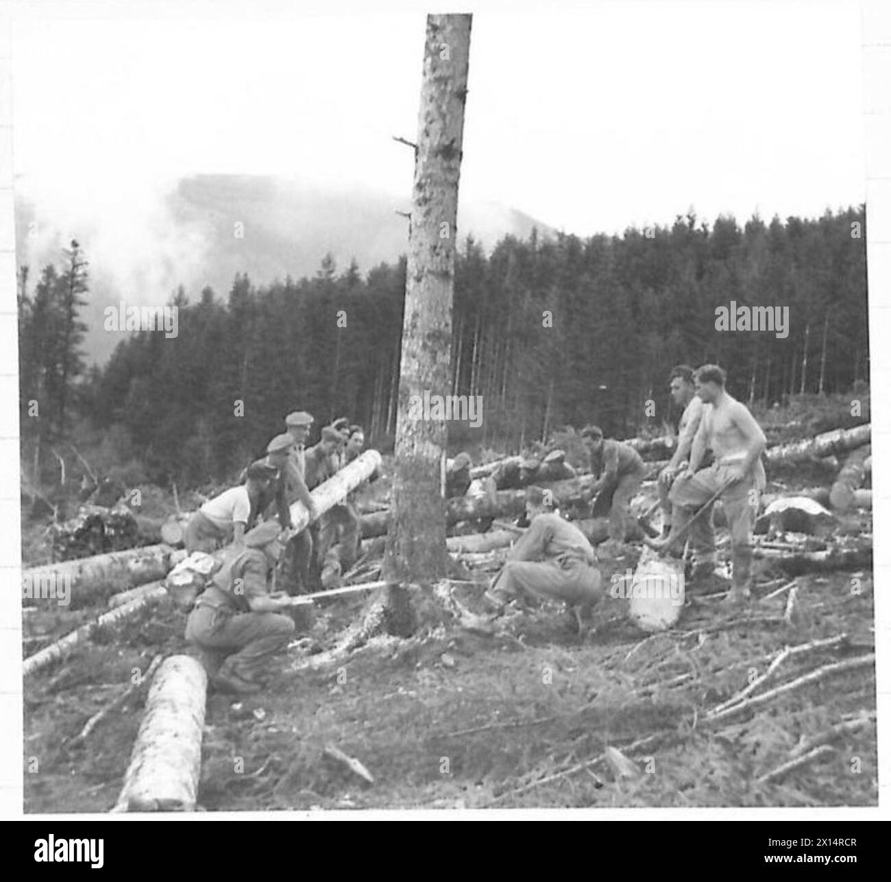 I cannoni di 3/16 A/TK Battery R.A., supervisionati dal C.R.E. di 13 soldati del corpo, hanno visto, tagliato, tagliato e trasportato tronchi nella foresta statale di Vallombrosa fino a un avanzato scarico di legname. Foto Stock