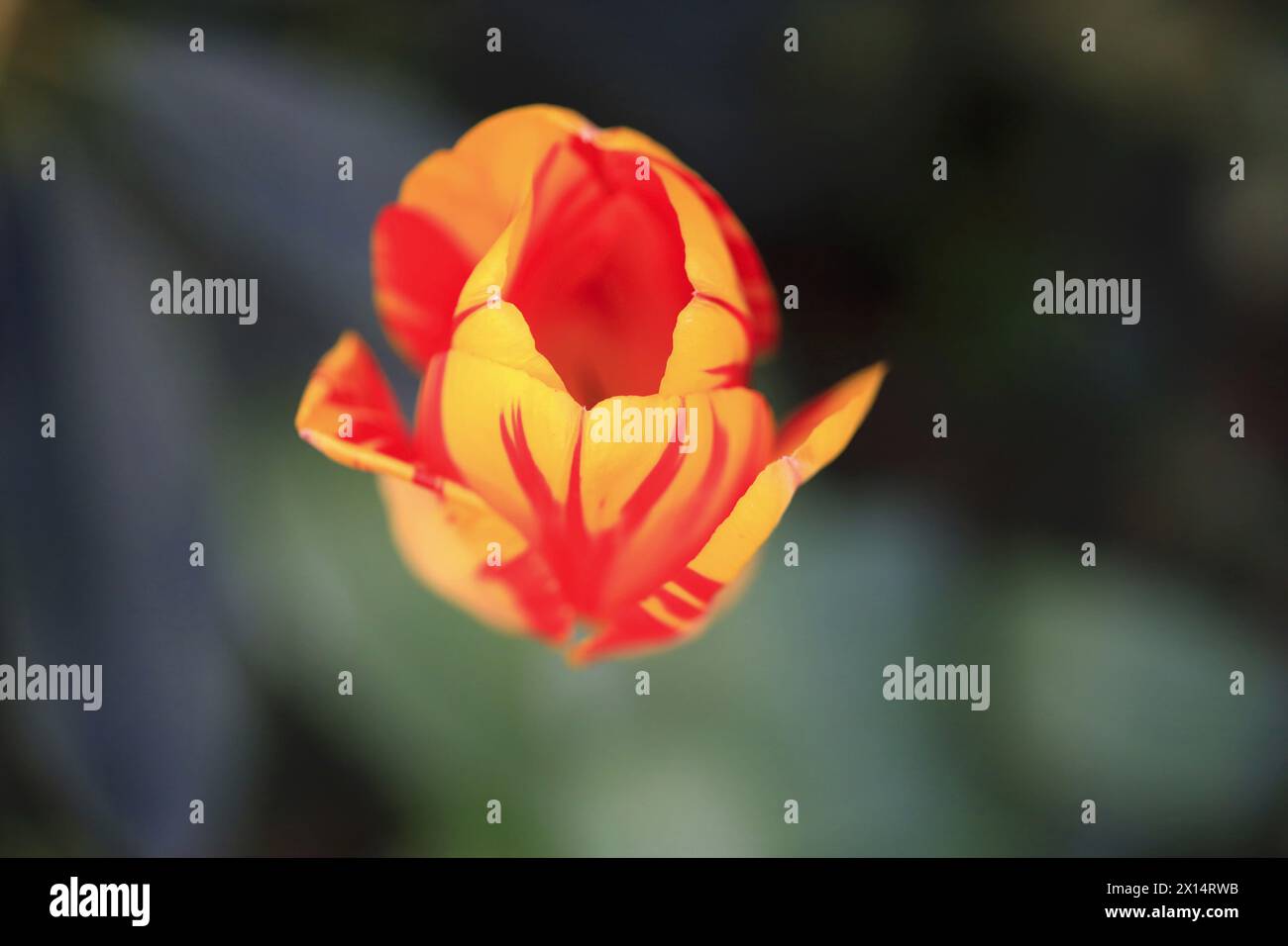 Pittoresca fioritura dei tulipani Foto Stock