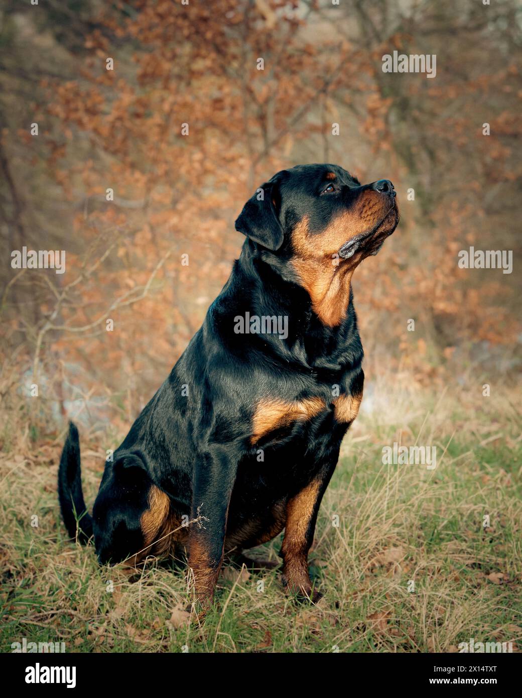 Rottweiler in erba lunga Foto Stock