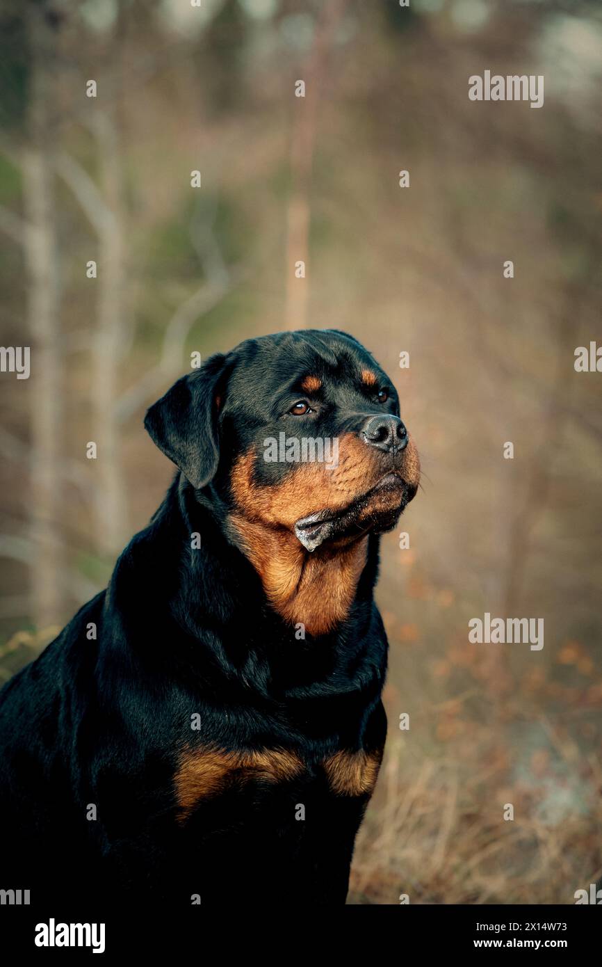 Rottweiler in erba lunga Foto Stock