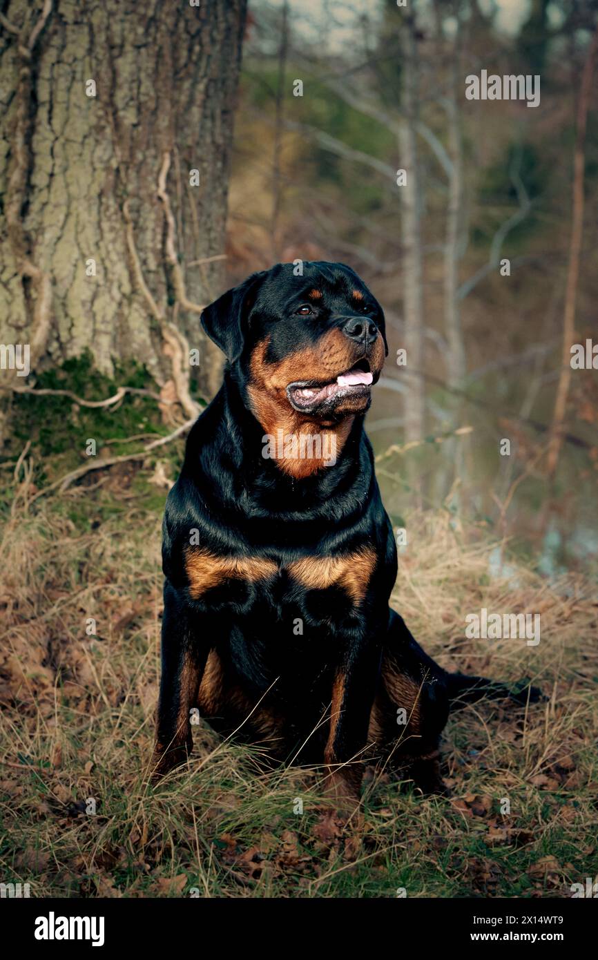 Rottweiler in erba lunga Foto Stock