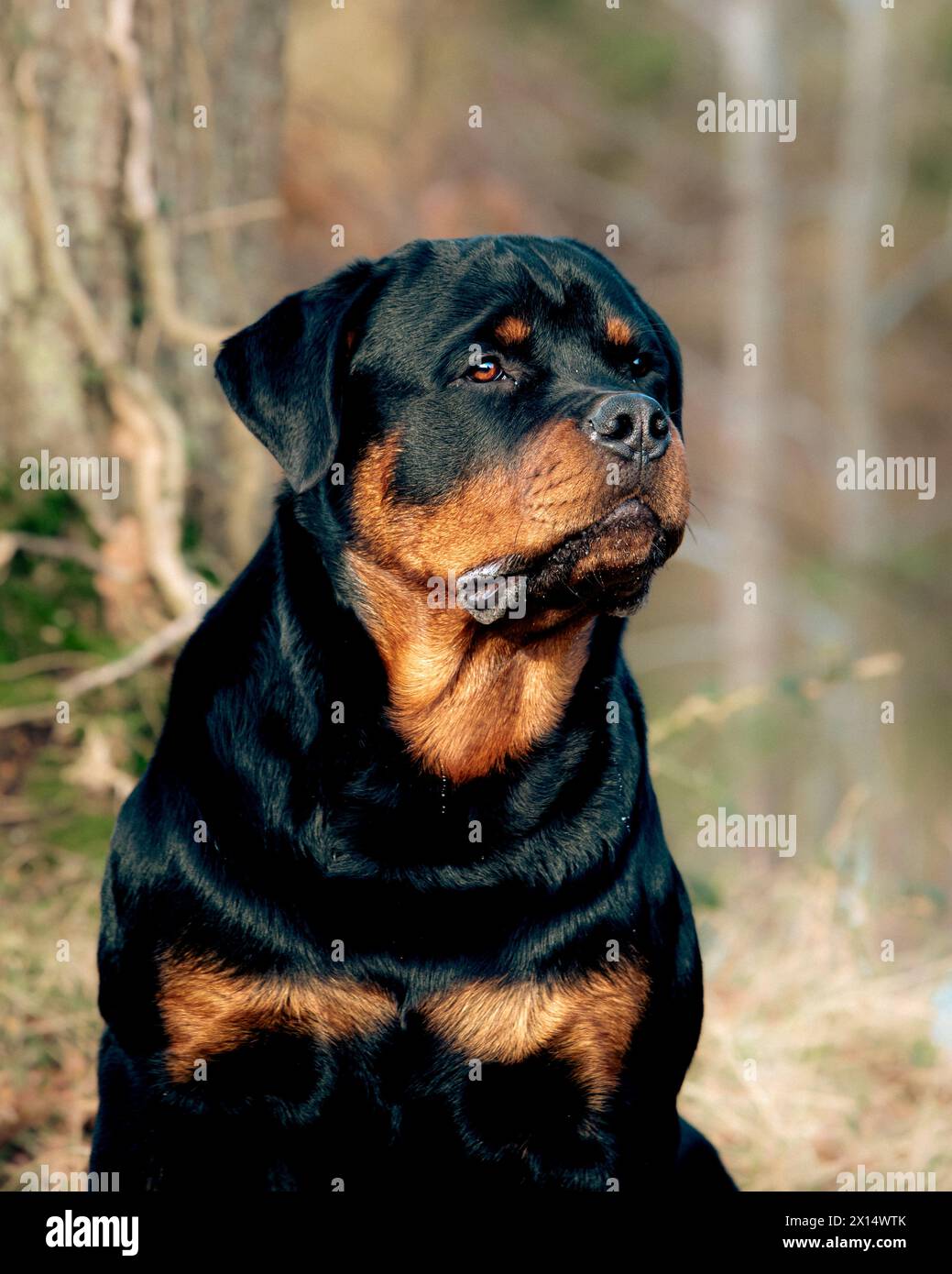 Rottweiler in erba lunga Foto Stock