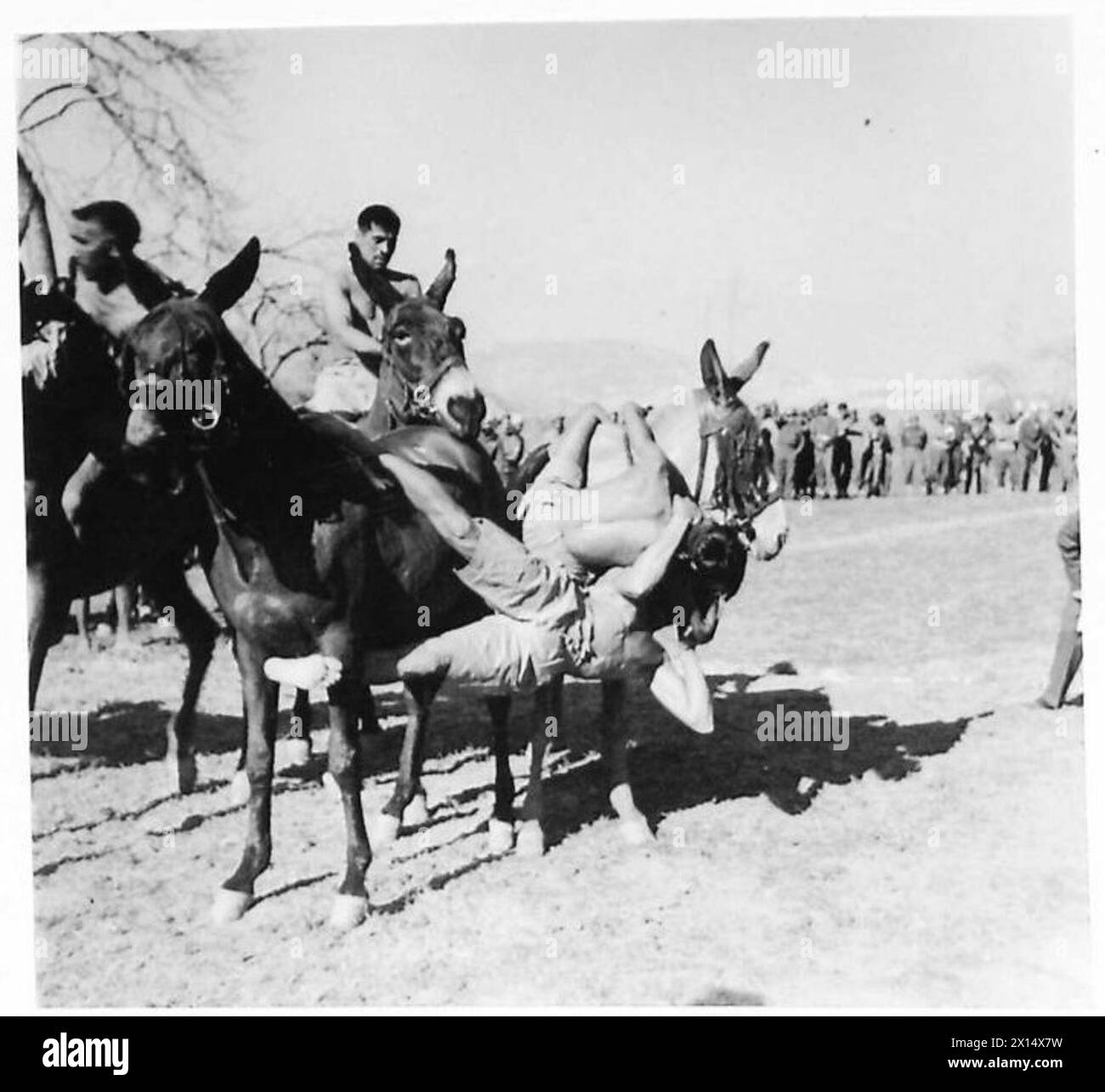 Due lottatori a cavallo della 10th Indian Division sono impegnati in un evento gymkhana mentre i loro montanti stanno pazientemente, dimostrando abilità equestri e coordinamento. Foto Stock