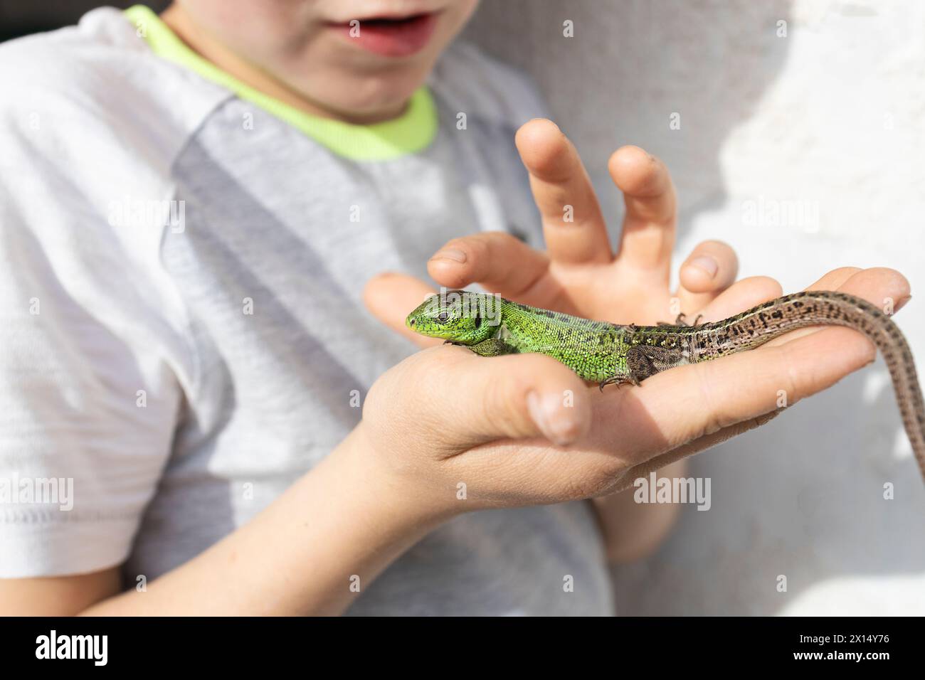 Il bambino tiene in mano una lucertola verde, la guarda con ammirazione e la studia. Il bambino è alla ricerca di fauna ed è interessato a studiare Foto Stock