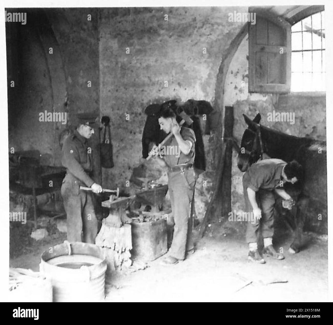 Il soldato W. Day e il Farrier H. Jones dell'esercito britannico sono mostrati mentre salvano il mulo 99, dimostrando pratiche di cura degli animali e di farriera in Italia durante la seconda guerra mondiale Foto Stock