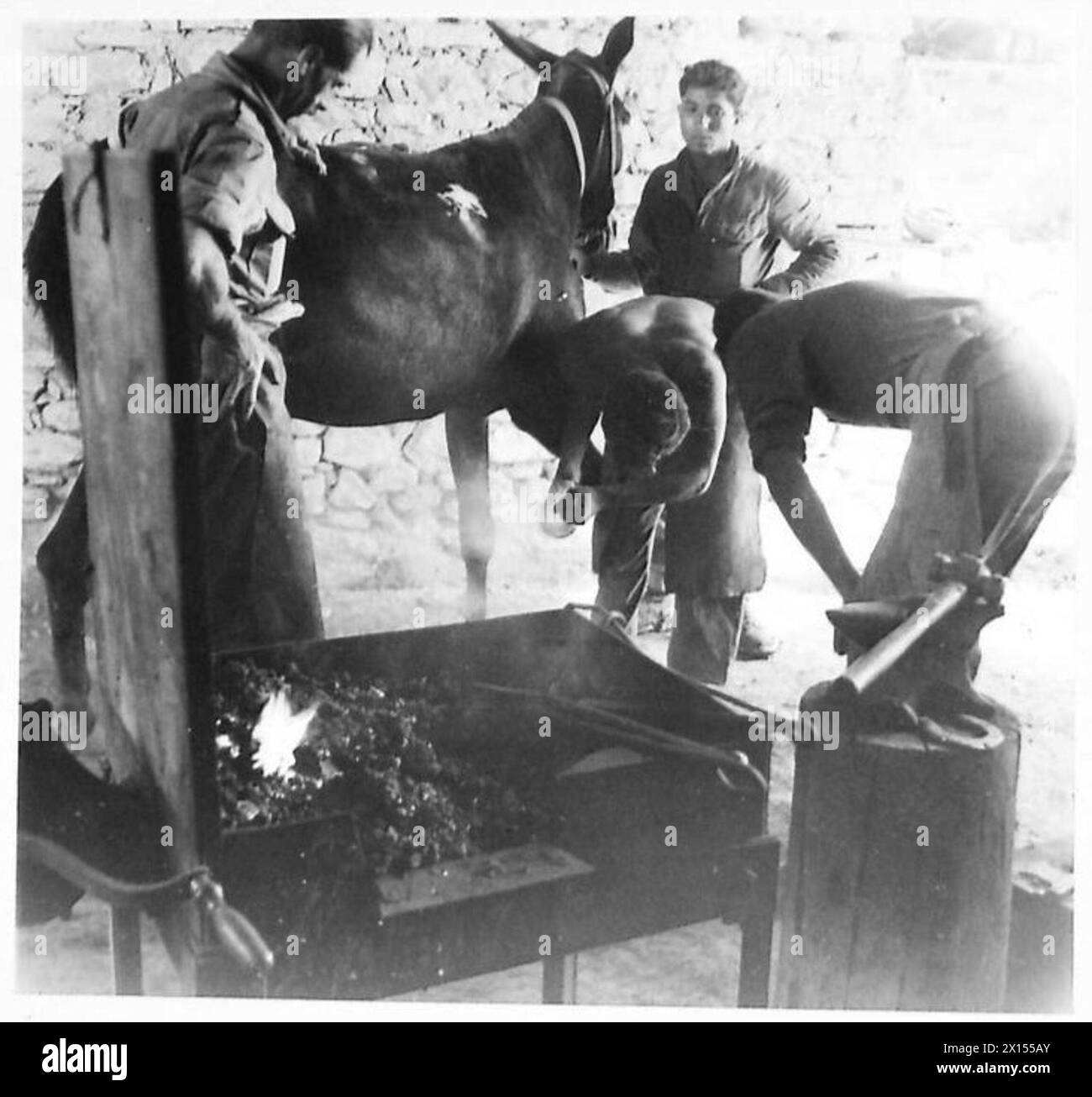 La 620 Pack Transport Company dell'Ottava Armata, composta da truppe cipriote, utilizza una stalla a Sogliano per il negozio di un contadino per scartare le squadre di muli che forniscono truppe avanzate a due miglia a nord del villaggio. Foto Stock