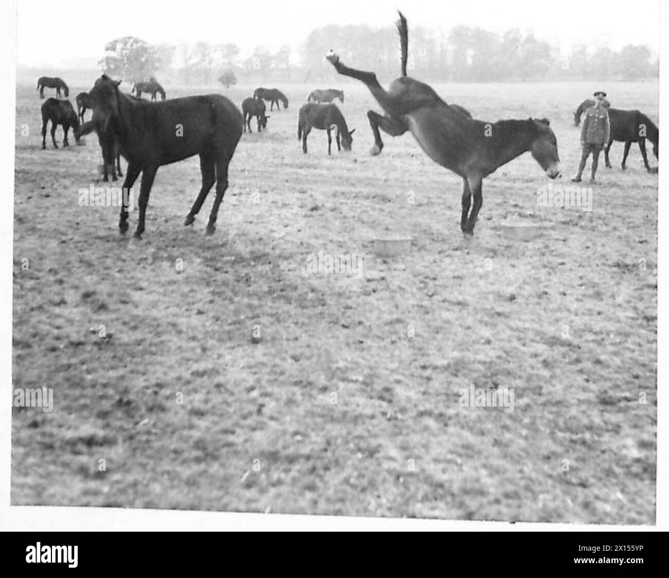 Un cavallo descritto come "calci come muli" dimostra le caratteristiche della razza, associate alle tradizioni della cavalleria dell'esercito britannico. Foto Stock