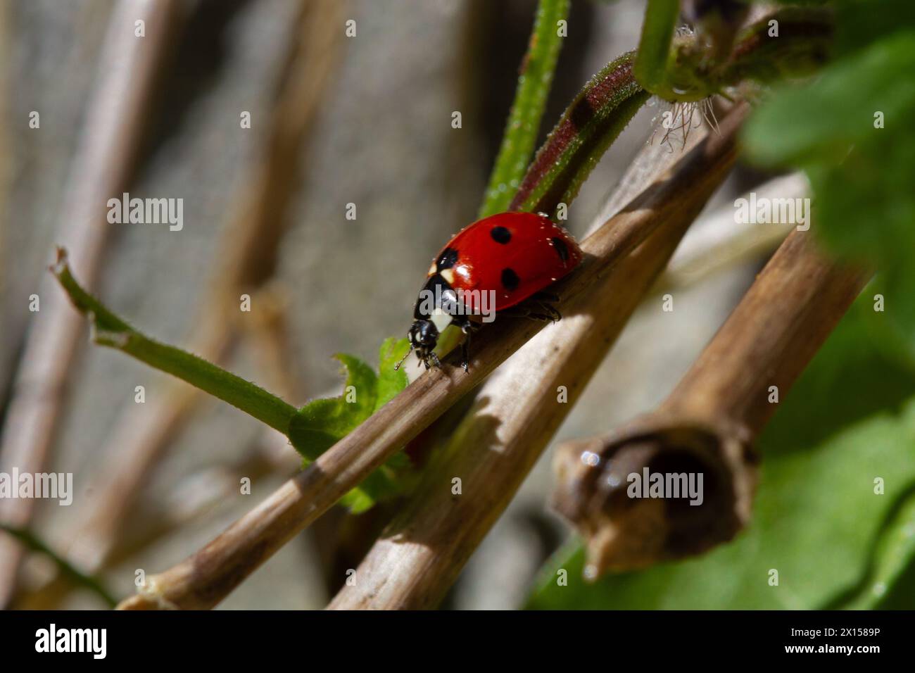 Primo piano di un ladybird a sette punti Foto Stock