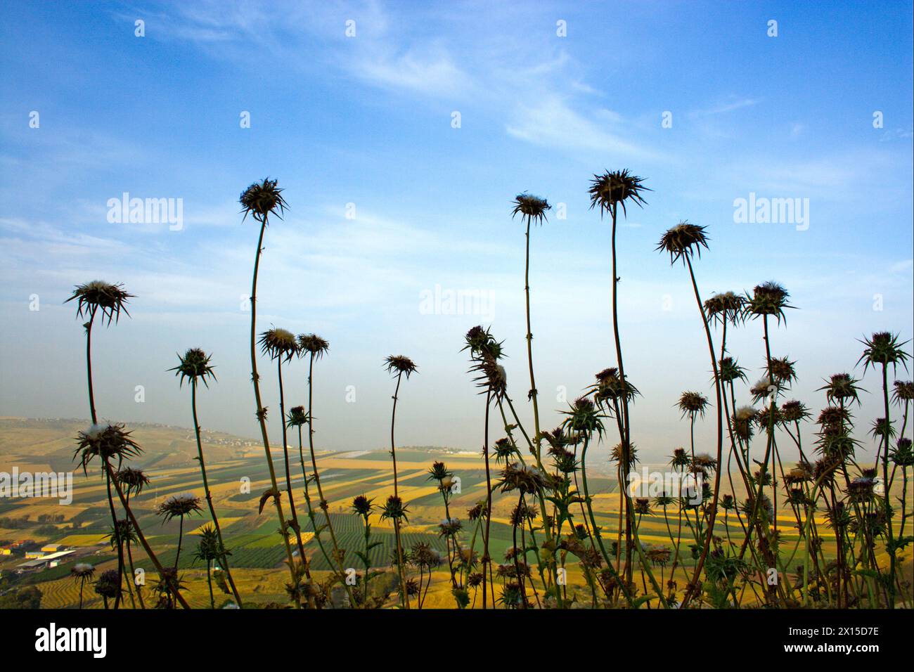 Silybum marianum, cardo. Nomi comuni: Cardo da latte, milkistle benedetto, cardo mariano, cardo Maria, cardo di Santa Maria, latte mediterraneo Foto Stock
