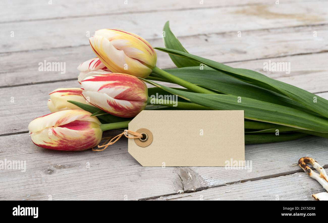 Bouquet di tulipani a righe in rosso, giallo e bianco e cartoncino con spazio per le copie su un terreno di legno Foto Stock