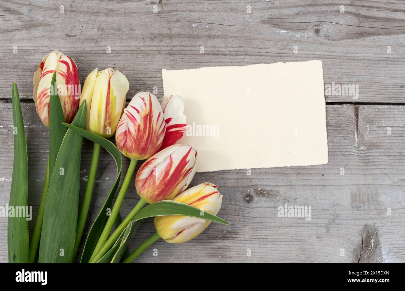 Bouquet di tulipani a righe in rosso, giallo e bianco e cartoncino con spazio per le copie Foto Stock