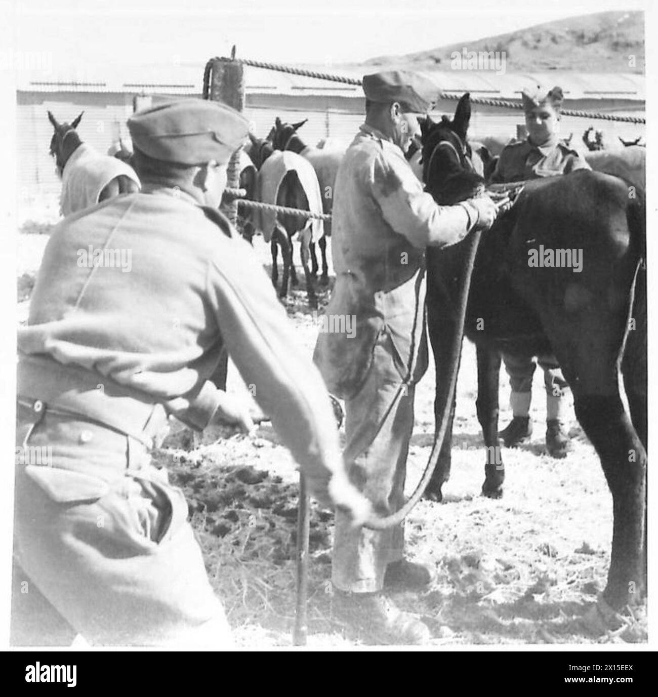 I muleteers ciprioti del Mule Corps radono i muli usando dei ritagli pneumatici in un campo vicino a Baalbek durante la campagna del deserto Occidentale, il 10 febbraio 1942. Foto Stock