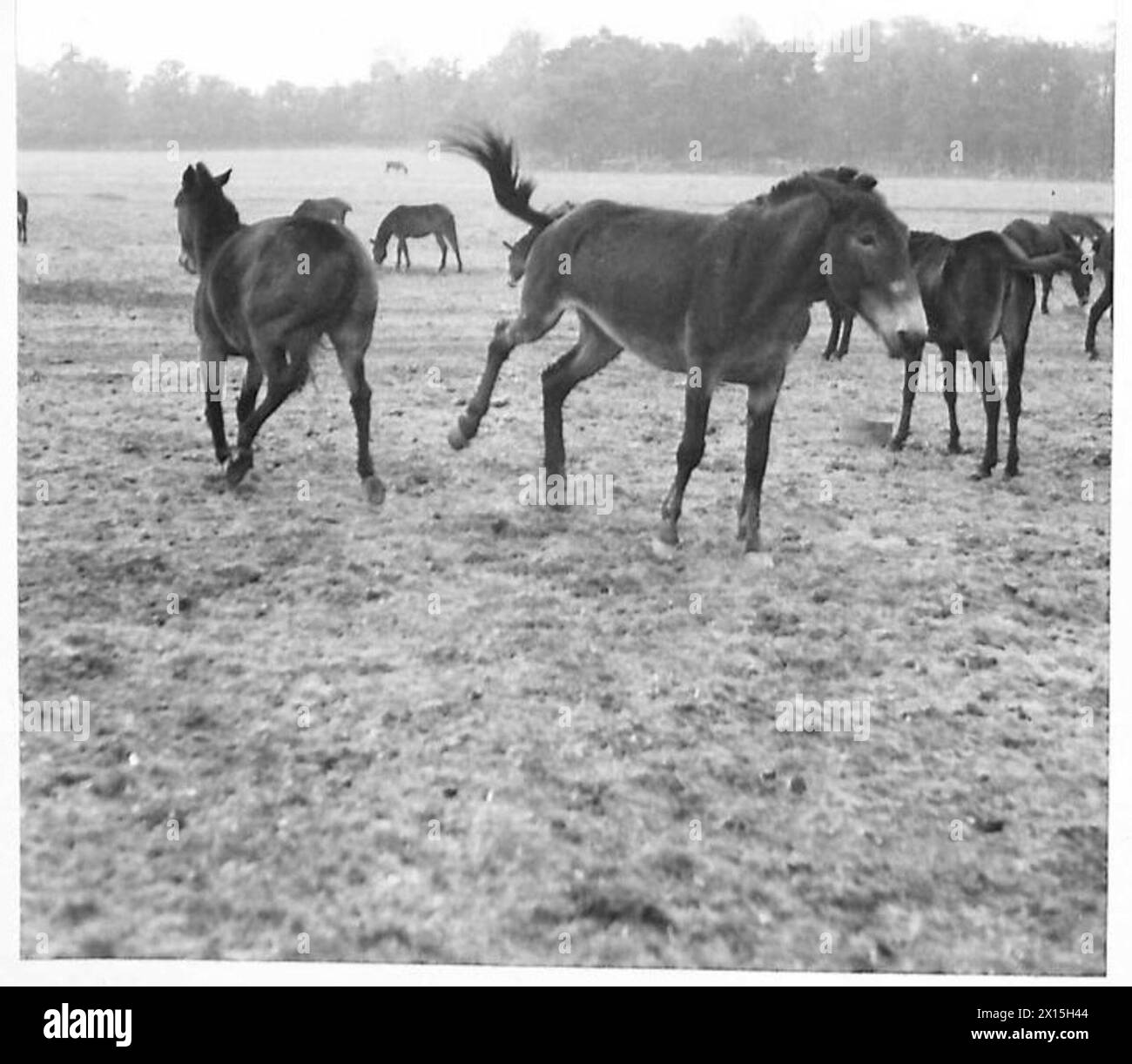 Un mulo dimostra un comportamento di calci coerente con le caratteristiche della sua razza, riflettendo i tratti tradizionali nell'uso dell'esercito britannico. Foto Stock