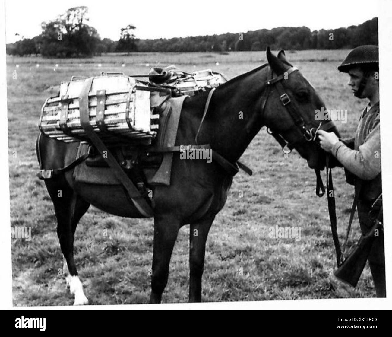 Un cavallo equipaggiato con un portaerei universale trasporta quattro lattine d'acqua riempite da 2 galloni del peso di 95 libbre per lato, illustrando la logistica della guerra di montagna. Foto Stock