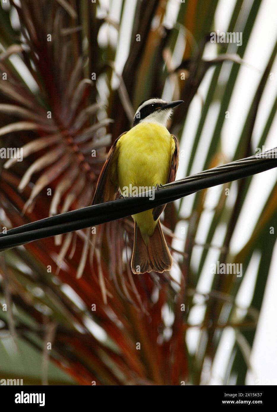 Great Kiskadee, Pitangus sulfuratus guatimalensis, Tyrannidae, Passeriformes. Arenal, Costa Rica. Foto Stock