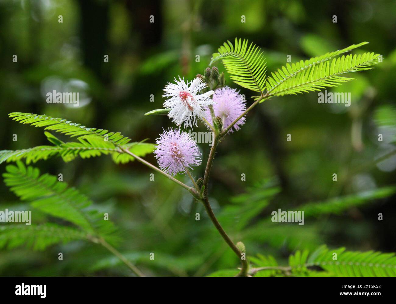 Pianta sensibile, pianta Sleepy, pianta d'azione, Dormilones, Touch-me-Not, Shameplant, Zombie Plant, o Shy Plant, Mimosa pudica, Arenal, costa Rica. Foto Stock