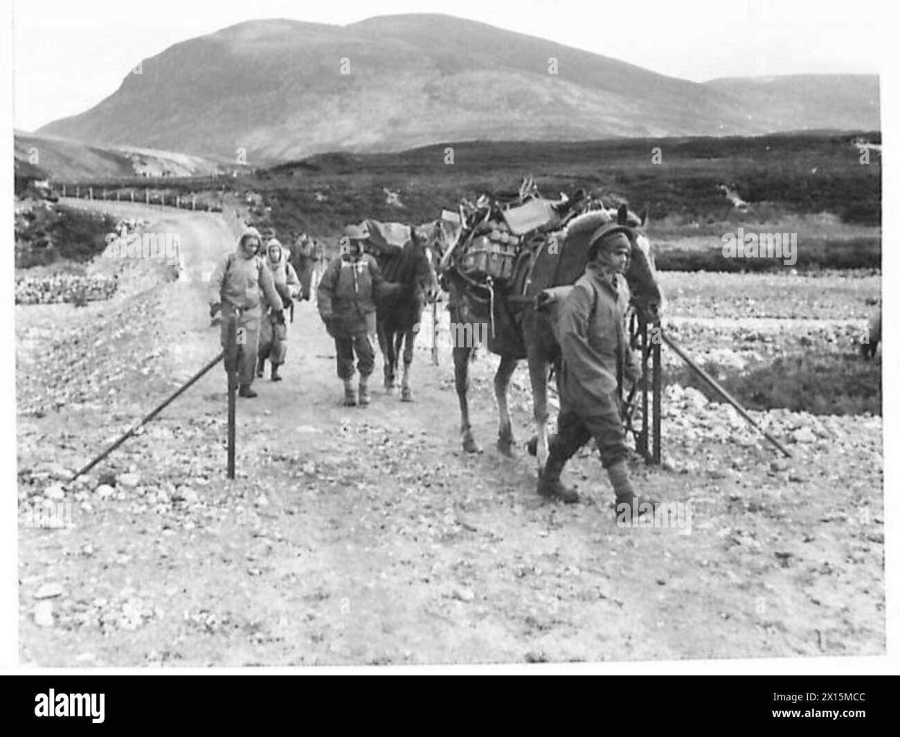 Le compagnie di muli trasportano munizioni su terreni montuosi durante le esercitazioni di guerra in montagna dell'esercito britannico. Foto Stock