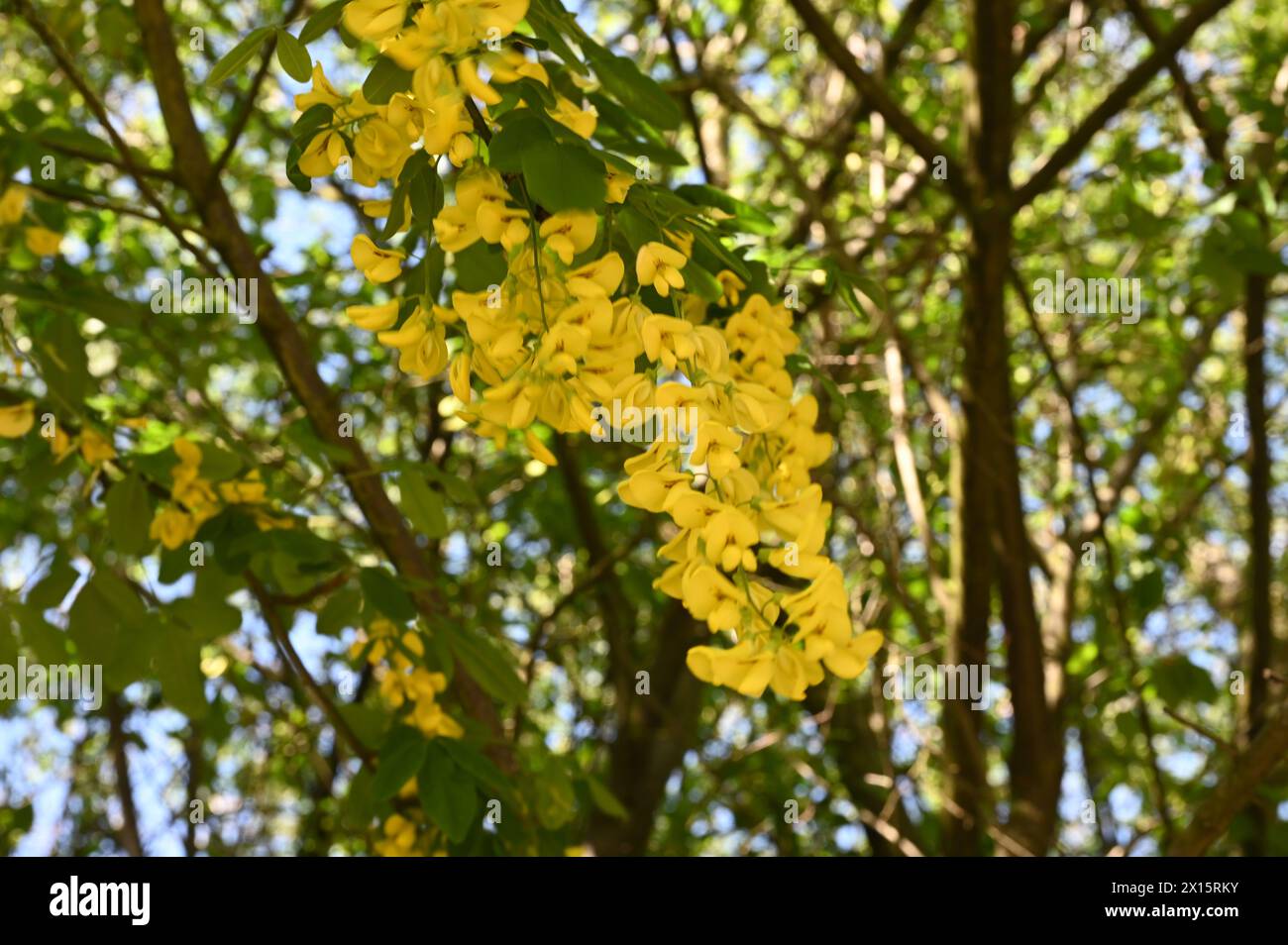 Hype Park, Londra, Regno Unito. 14 aprile 2024. Golden Chain Tree (Laburnum x watereri) presso l'Hype Park di Londra, Regno Unito. Credito: Vedi li/Picture Capital/Alamy Live News Foto Stock