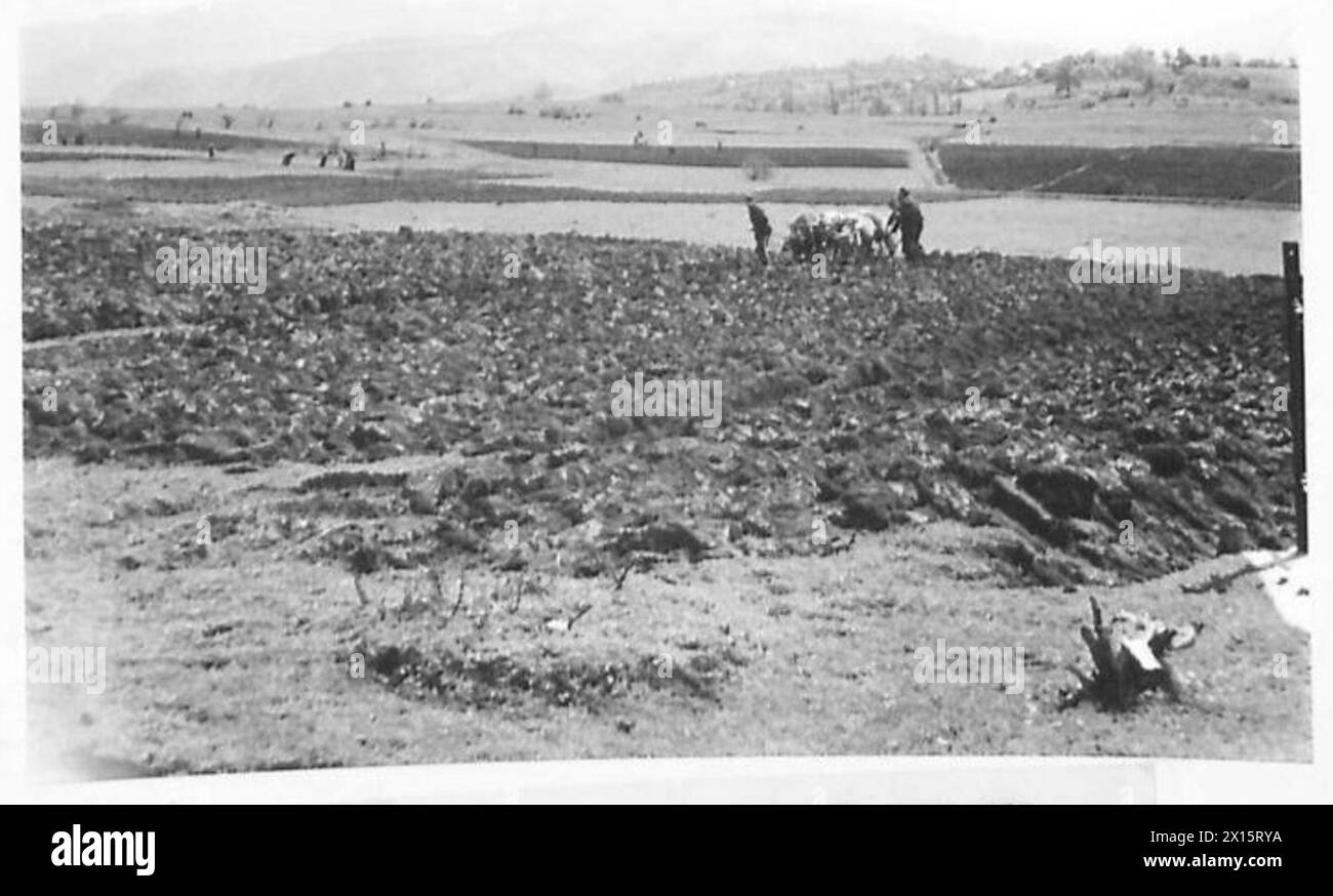 A Drvar, gli abitanti bosniaci usano i buoi per arare i campi, illustrando la vita quotidiana sotto l'osservazione dell'esercito britannico. Foto Stock
