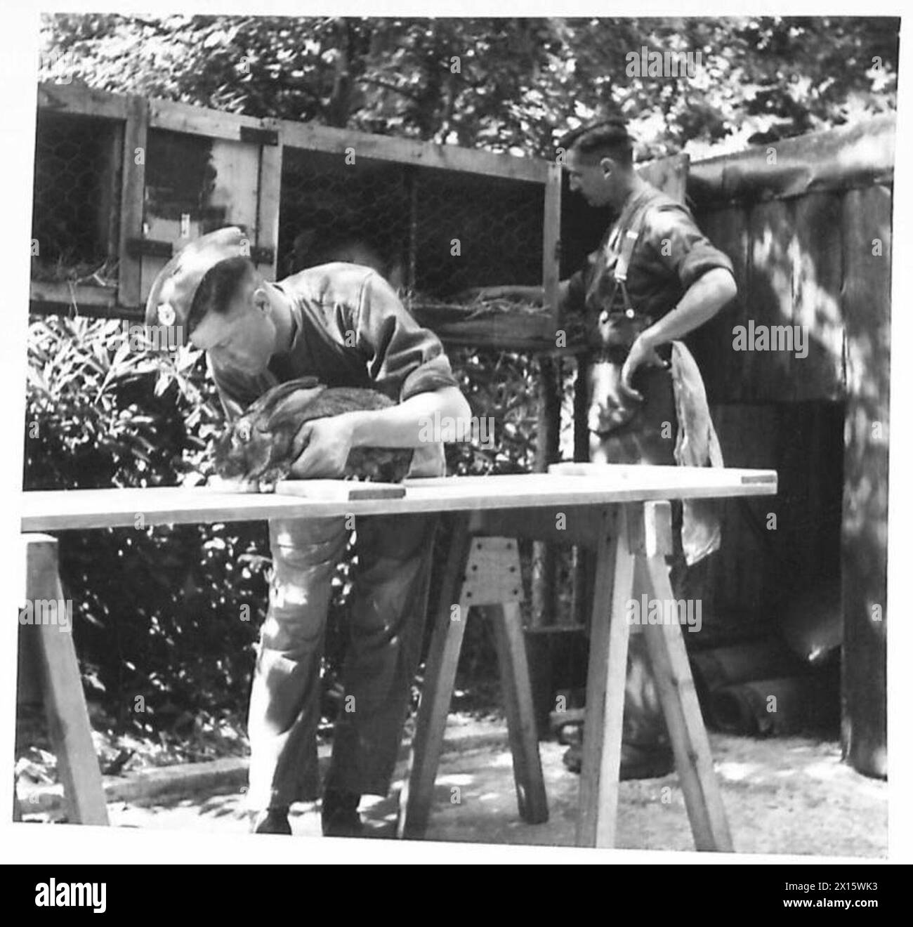 I giardinieri soldato forniscono cure mediche ai conigli come parte della cura sul campo e della pratica veterinaria. Foto Stock