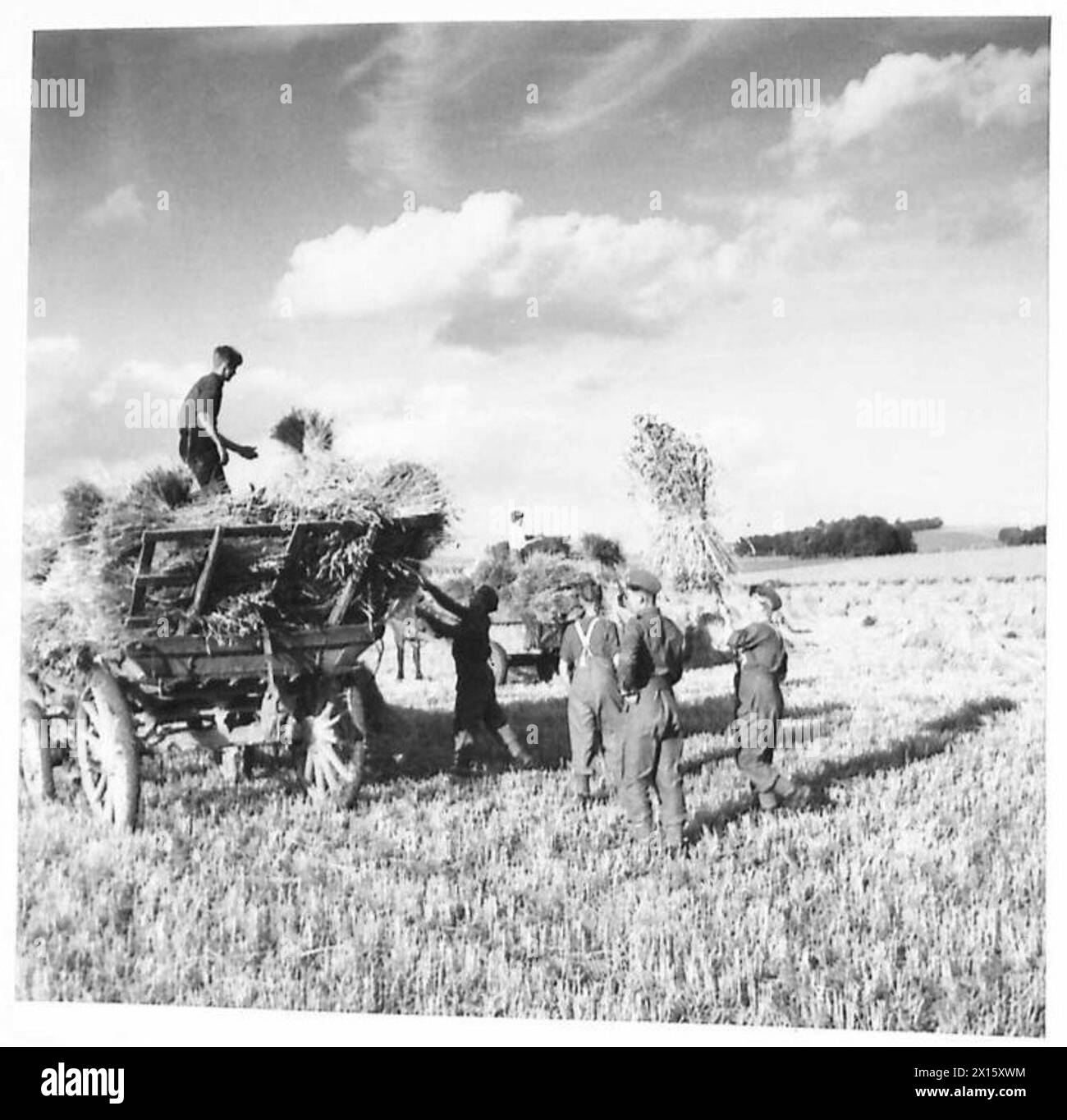 I membri del Royal Army Service Corps assistono nel raccolto, svolgendo compiti logistici e di supporto al lavoro durante le operazioni agricole per l'esercito britannico. Foto Stock
