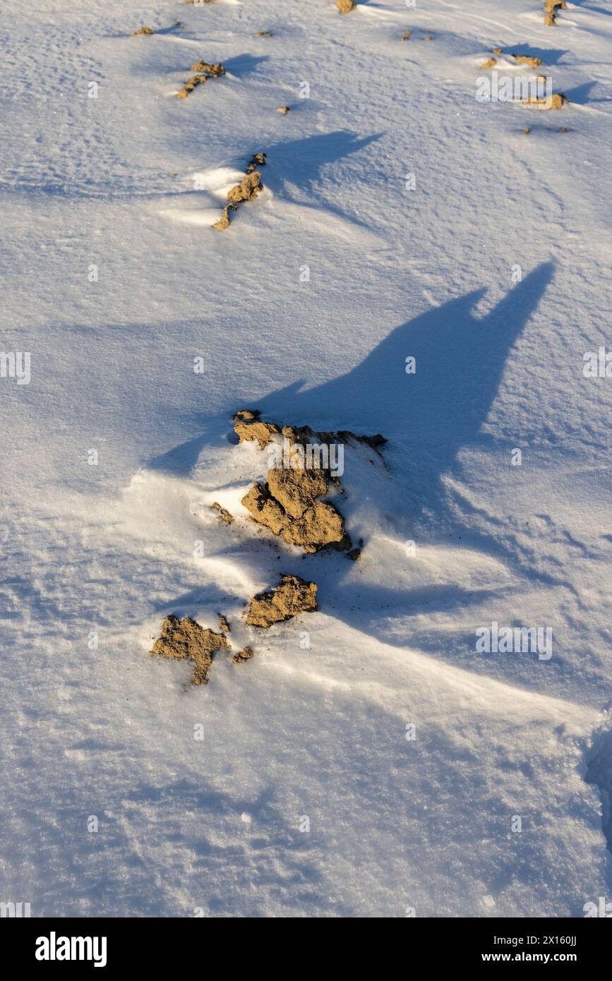 formaggio rotondo bianco con muffa sul tavolo, formaggio fresco morbido con muffa bianca nobile che si può mangiare Foto Stock