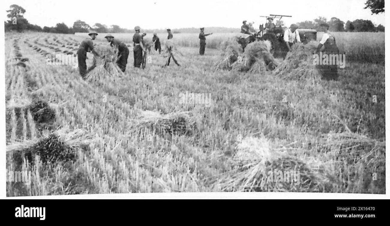 Un soldato partecipa alla raccolta e all'accatastamento del mais durante i compiti di assistenza agricola. Foto Stock