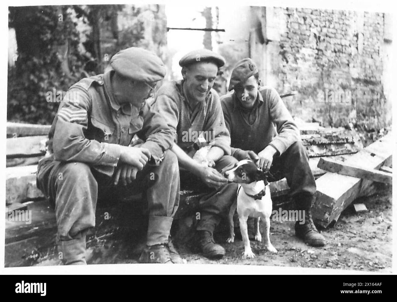 IL CANE SALVATO DIVENTA MASCOTTE DELLA COMPAGNIA - da sinistra a destra: Il sergente J.W.McShee di Lewisham, Londra; Sapper N.Clennell del colonnello Durham, e Sapper A. Platt di Birmingham, condividendo la loro dolce razione con 'Bill', il terrier nero e bianco della volpe che fu salvato dalle rovine di uno chalet bombardato della British Army, 21st Army Group Foto Stock