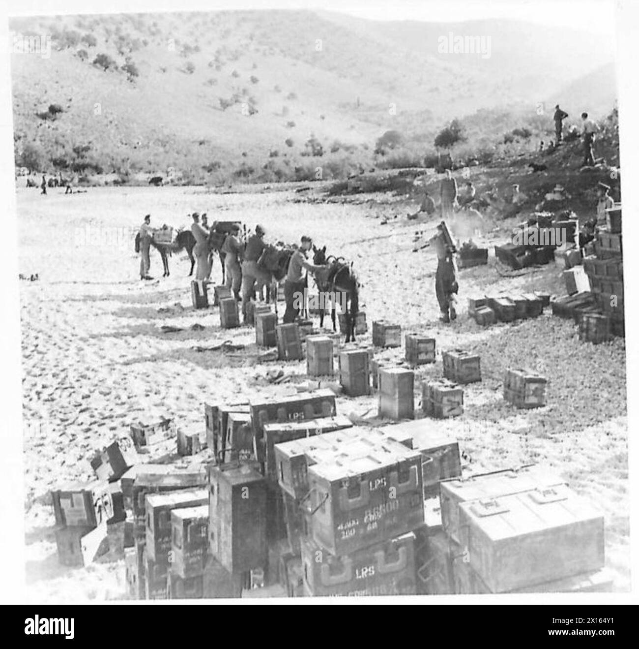 Le truppe britanniche che operano in Albania si affidano ai muli per trasportare i rifornimenti attraverso terreni montuosi, supportando le unità in avanzata durante la seconda guerra mondiale Foto Stock