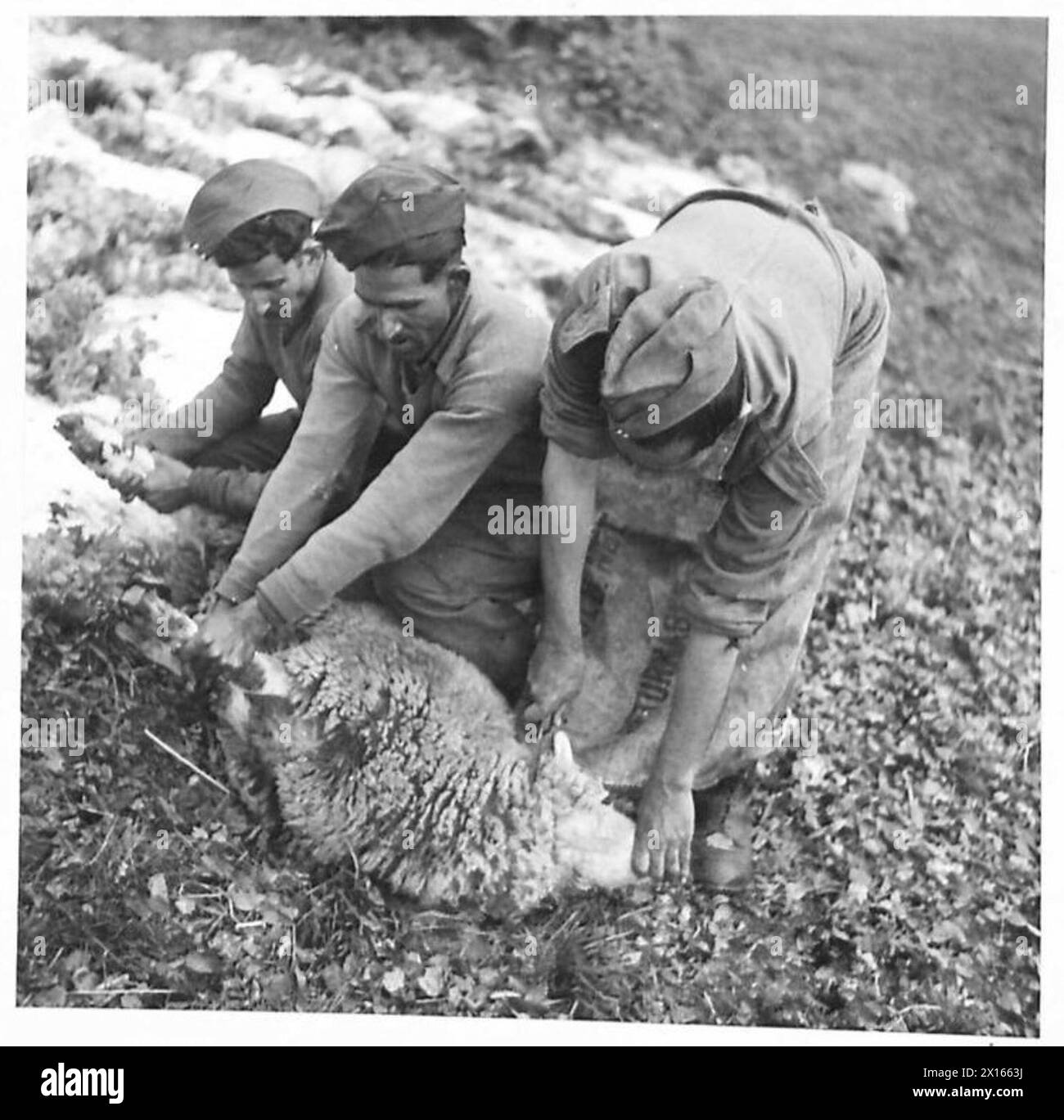 Le pecore vengono macellate dal personale del Royal Indian Army Service Corps per scopi di approvvigionamento alimentare sotto la supervisione del British Army. Foto Stock