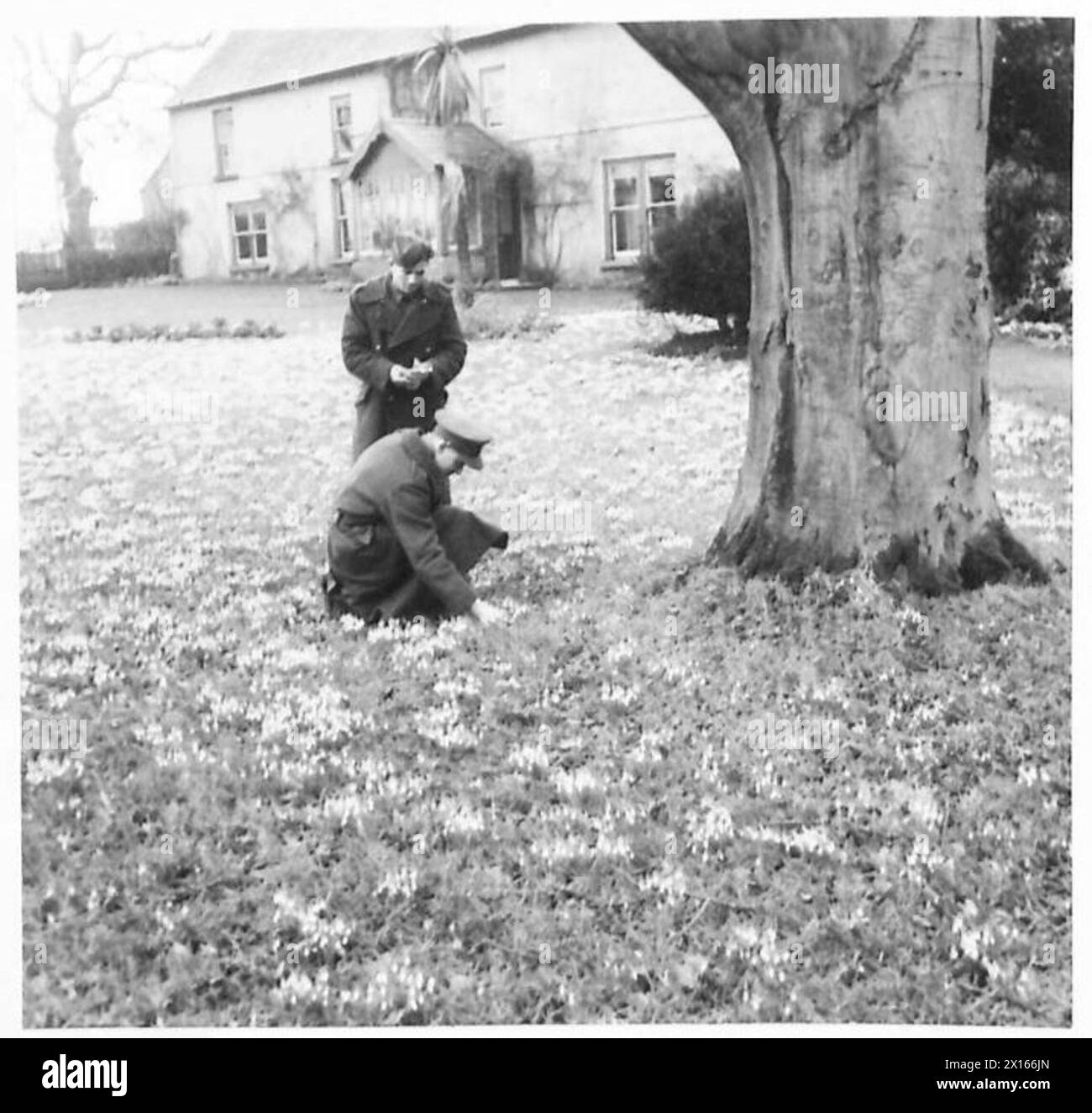 Una mostra di fiori di neve osservati vicino alle posizioni dell'esercito britannico. Foto Stock