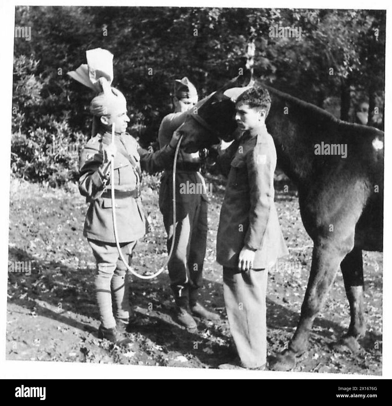 CONTINGENTE INDIANO DI MULI - uno dei muli che ricevono trattamento dal Vet British Army Foto Stock