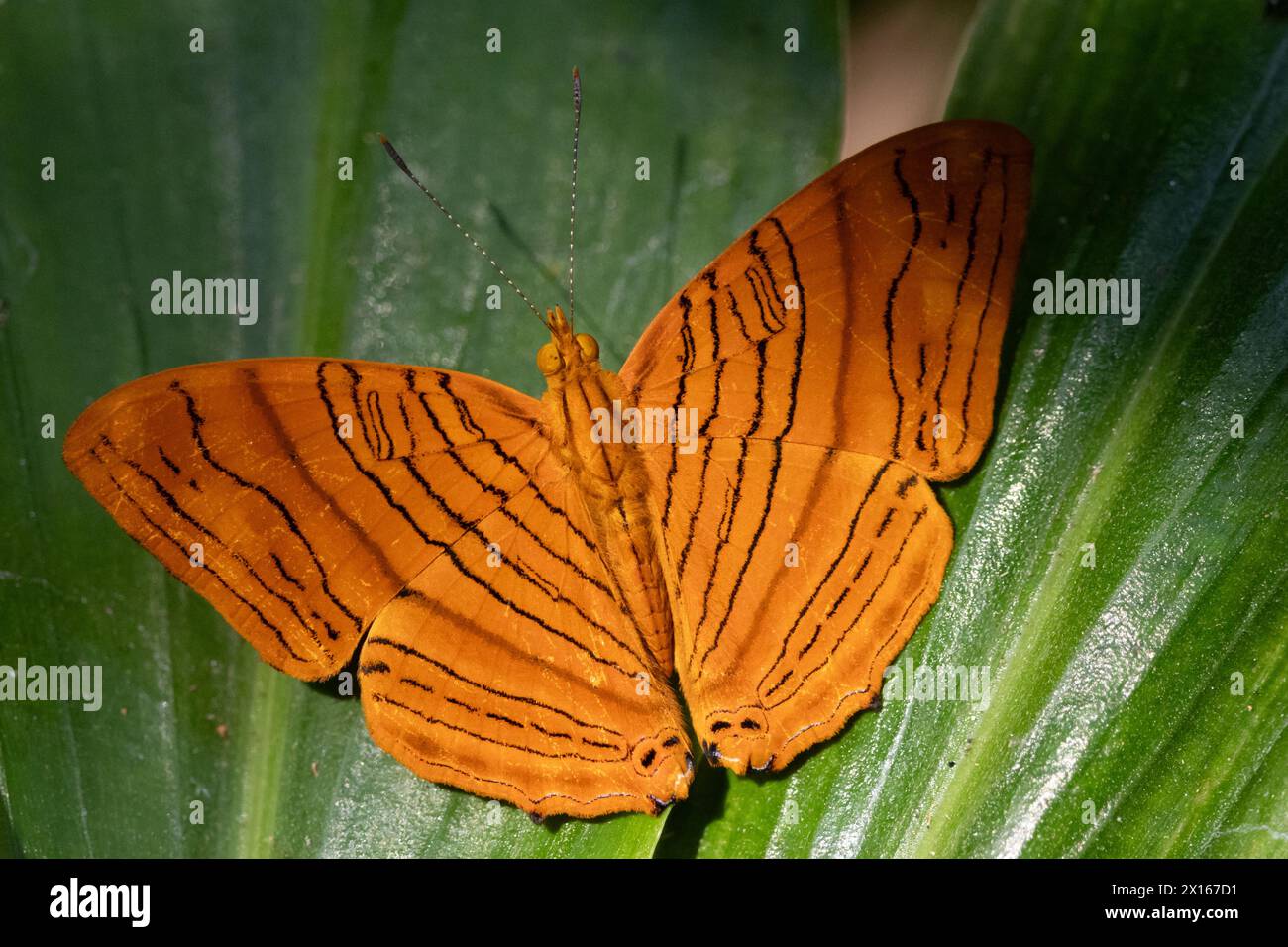 L'acero comune (Chersonesia risa) in piedi su una foglia, questa farfalla a strisce arancioni vive nel sud-est asiatico. Foto Stock