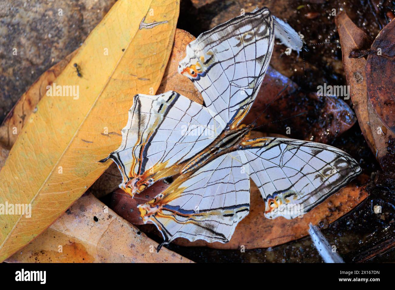 La farfalla Common Mapwing (Cyrestis thyodamas) in piedi su foglie d'albero morte. Foto Stock