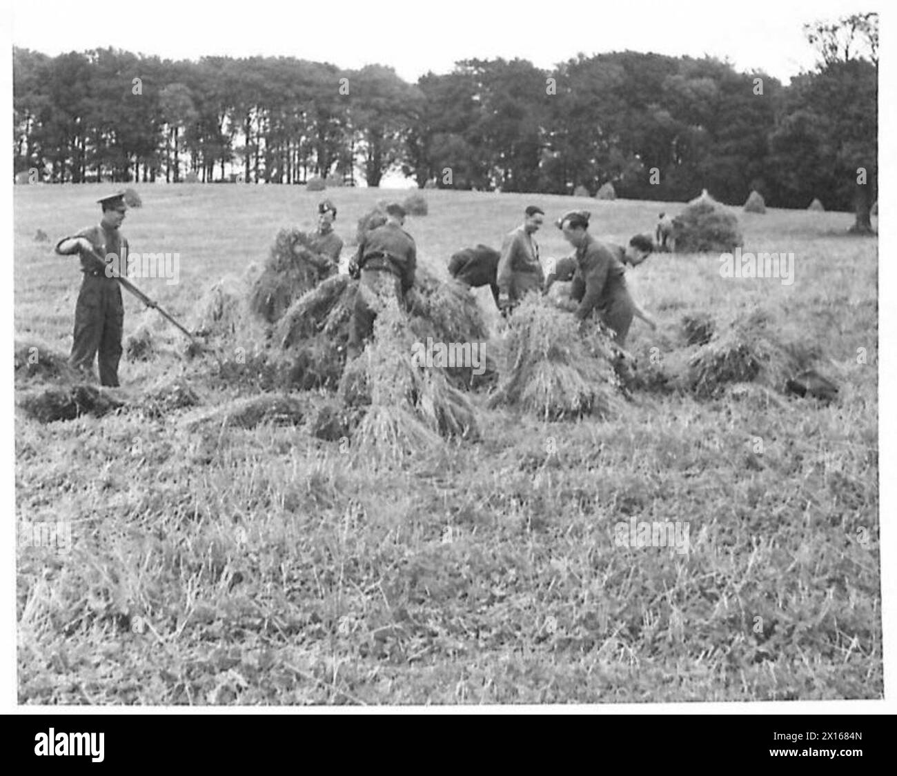 I soldati britannici lavorano come agricoltori, raccogliendo avena in un campo di 30 acri per aiutare la produzione agricola. Foto Stock