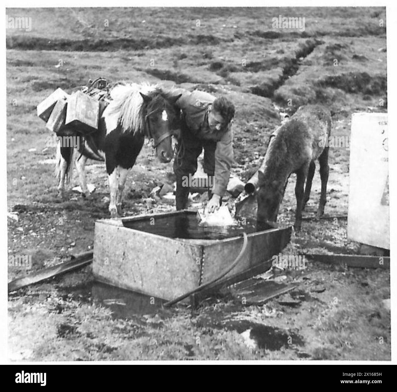 I cannonieri antiaerei usano un pony delle Shetland, "Dolly", per trasportare l'acqua in barattoli verso i siti di tiro. GNR. Joseph Oldfield riempie le barattoli da una riserva collinare, mentre il puledro "Gipsy" segue durante le missioni di trasporto per via d'acqua. Foto Stock