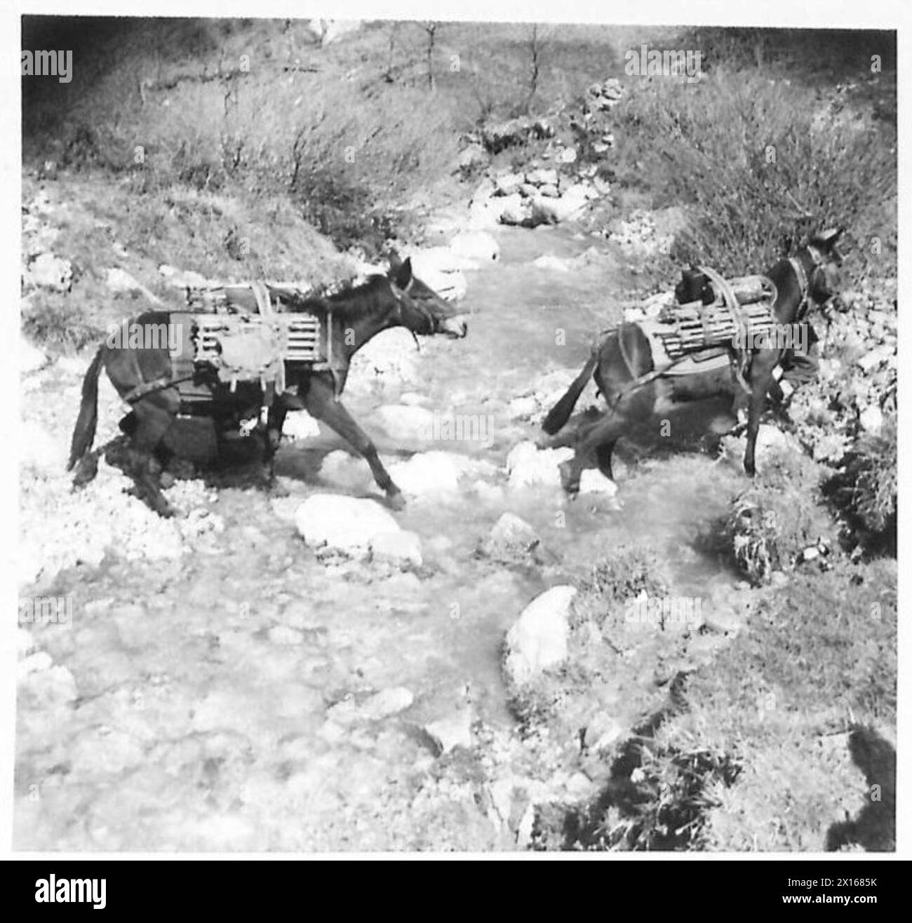 Due muli sono mostrati che alimentano un torrente di montagna durante una pattuglia negli Appennini, in Italia, illustrano i metodi di trasporto su terreni accidentati. Foto Stock