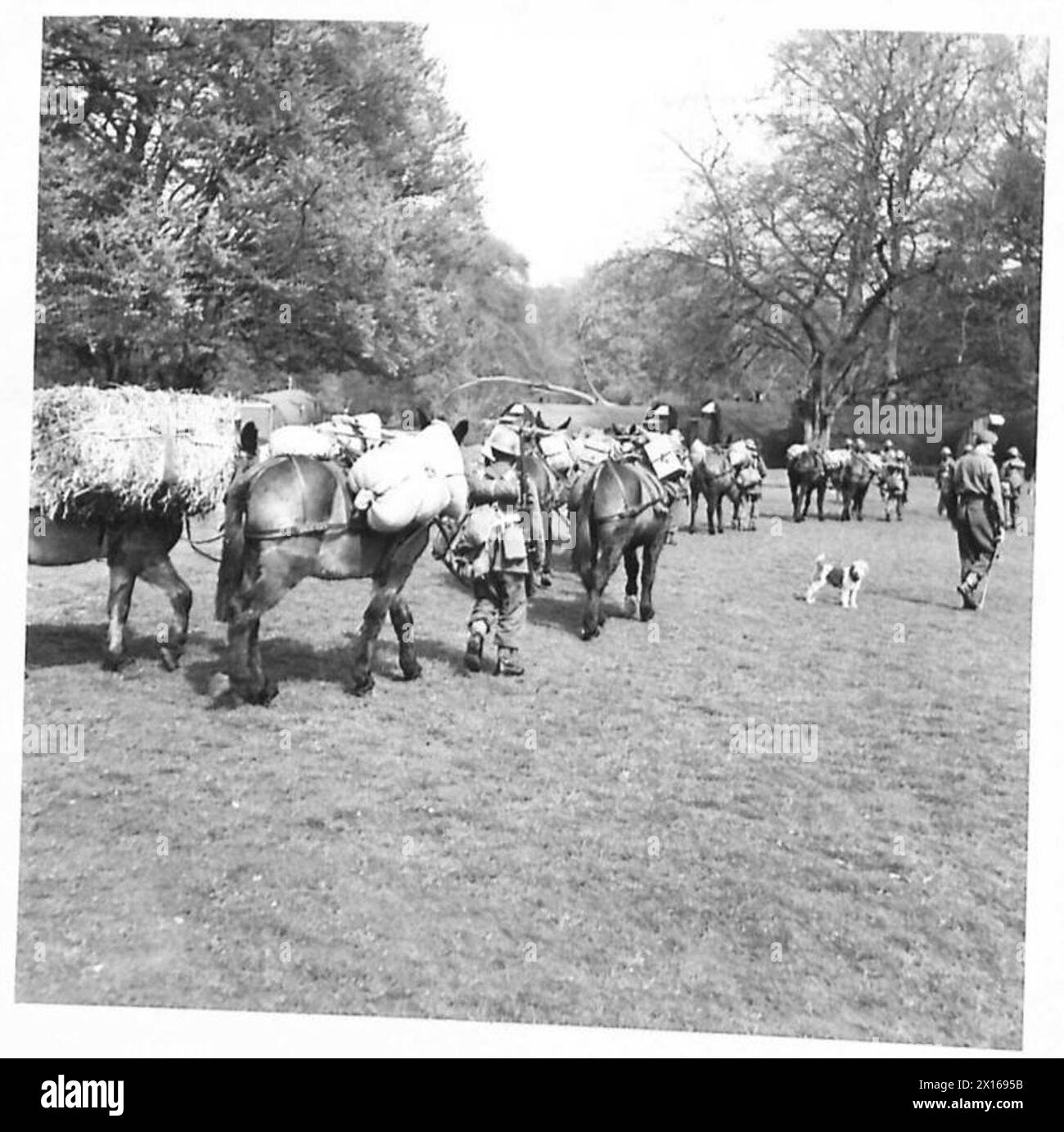 CON IL ROYAL INDIAN ARMY SERVICE CORPS - caricato muli in movimento, British Army Foto Stock