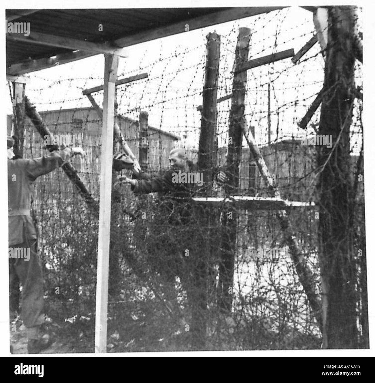 L'ESERCITO BRITANNICO NELL'EUROPA NORDOCCIDENTALE 1944-1946 - i prigionieri politici sembrano più scheletri di caos dietro il filo mentre chiedono sigarette British Army, 21st Army Group Foto Stock