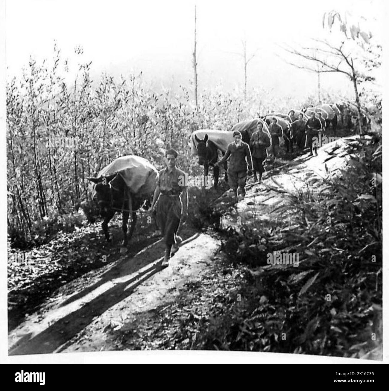 I soldati italiani guidano i muli lungo le strade di montagna nel settore britannico della Quinta Armata in Italia, British Army. Foto Stock
