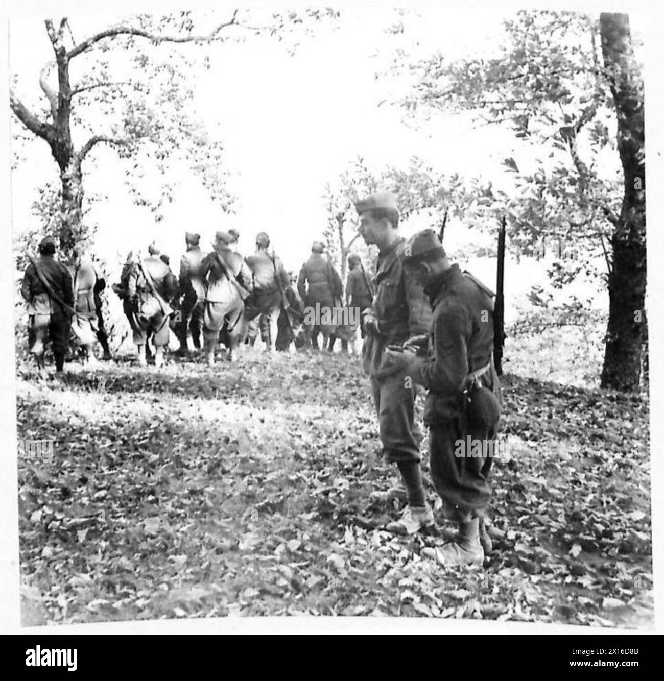 Un mulo poggia sotto i castagni mentre i soldati italiani osservano la Terra di No Man nel settore della Quinta Armata britannica in Italia. Foto Stock