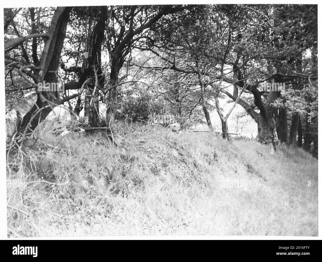 I cadetti scozzesi di Liverpool si allenano usando la copertura naturale durante gli esercizi, documentati dall'esercito britannico. Foto Stock I cadetti scozzesi di Liverpool si allenano usando la copertura naturale durante gli esercizi, documentati dall'esercito britannico. Foto Stock