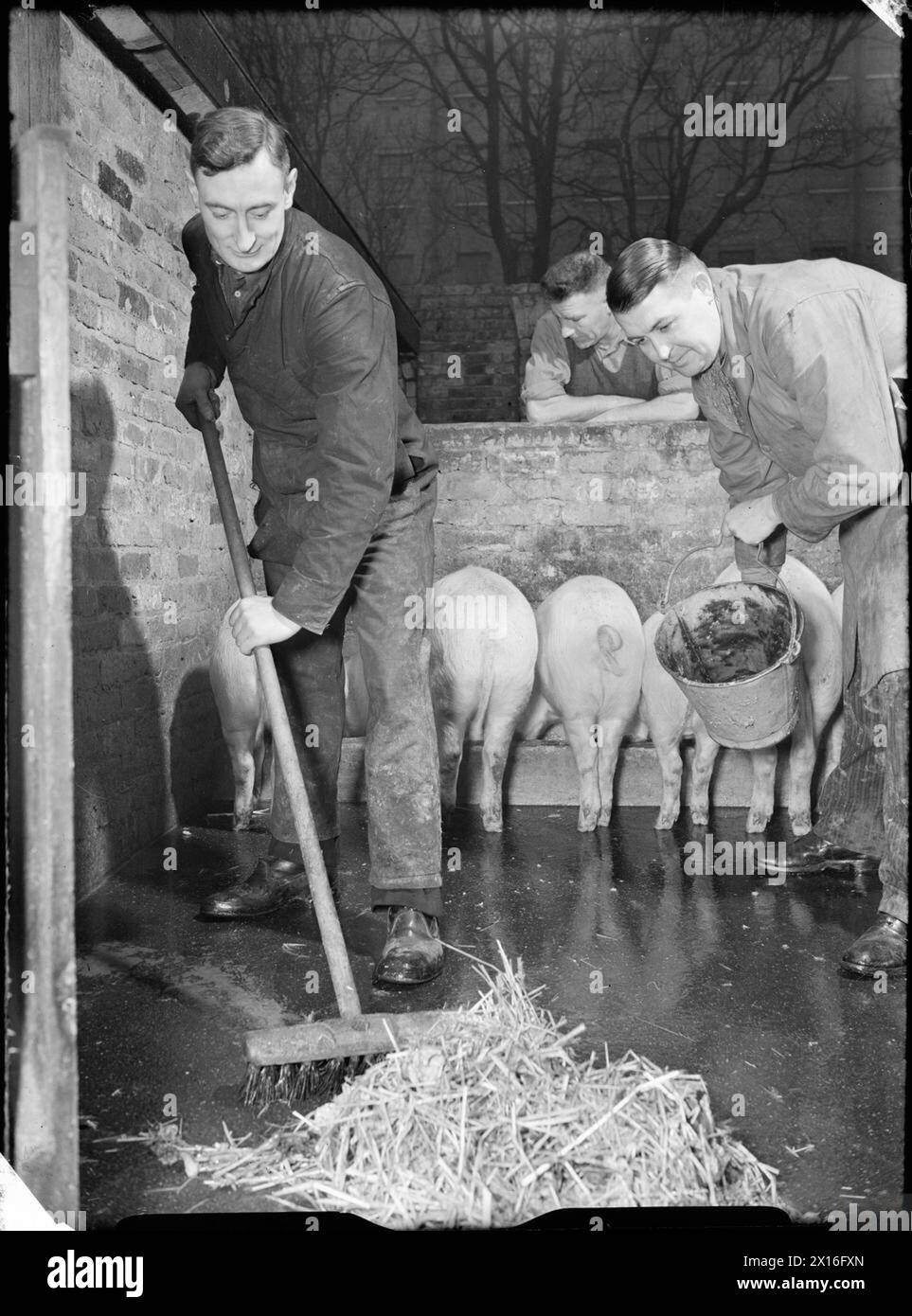 I poliziotti che partecipano a un Pig Club eliminano un porcile a Londra durante il 1943, parte di uno sforzo bellico per mantenere il bestiame e le scorte di cibo. Foto Stock