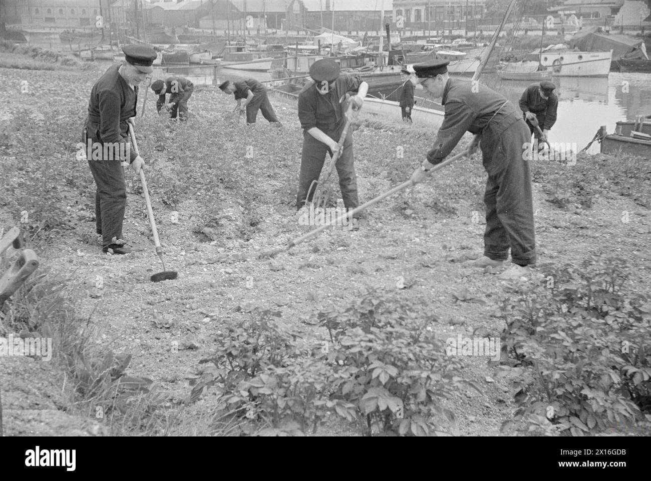 Reclute alla HMS Gordon, Gravesend nel giugno 1941, addestrate per il servizio della Royal Navy e della Merchant Navy, mantengono i giardini di assegnazione durante il tempo libero per sostenere lo sforzo nazionale. Foto Stock