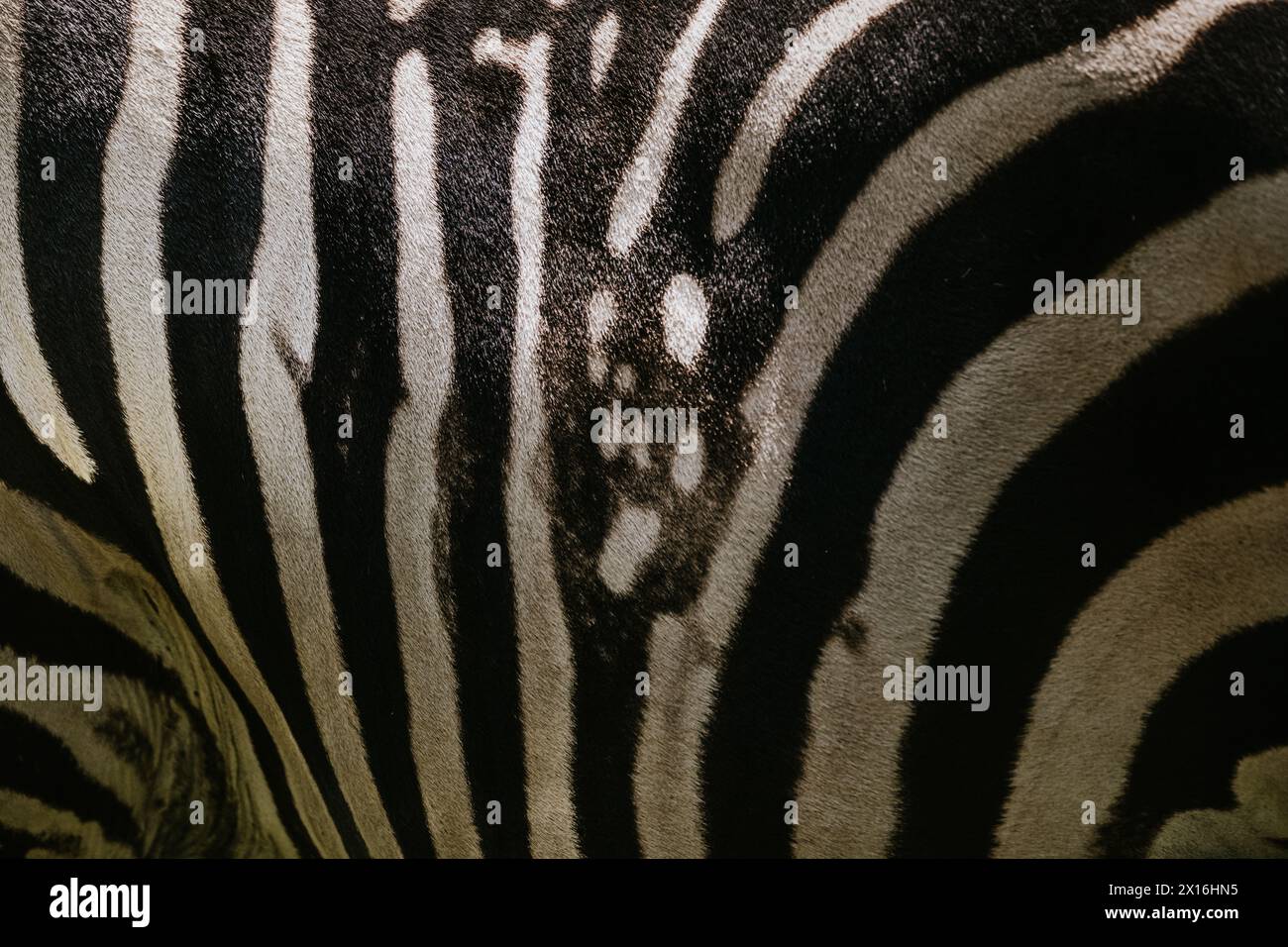 Texture di pelliccia zebra semplice Foto Stock