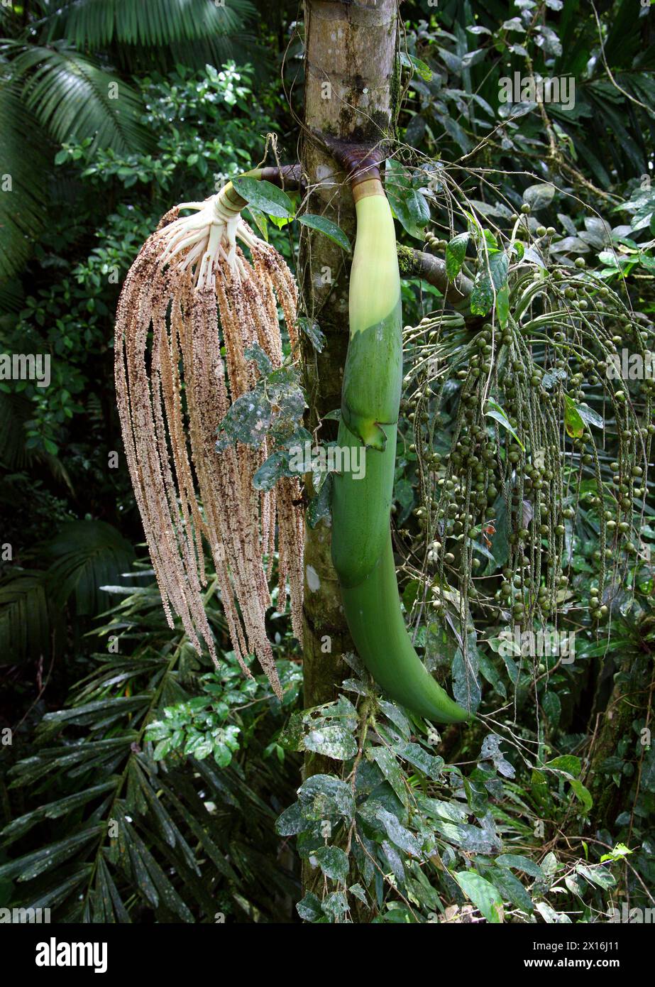 Walking Palm, Socratea exorrhiza, Socratea, Arecaceae. Puentes Colgantes vicino al vulcano Arenal, Costa Rica. Fiori/frutta maschili e femminili. Foto Stock