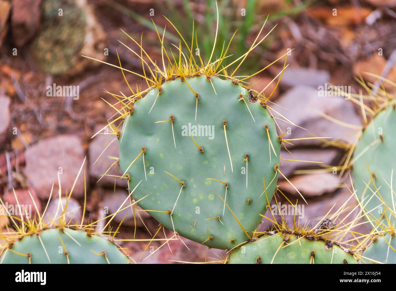 Engelmann Prickly Pear cactus nell'area del bacino di Chisos del Parco Nazionale di Big Bend. Foto Stock