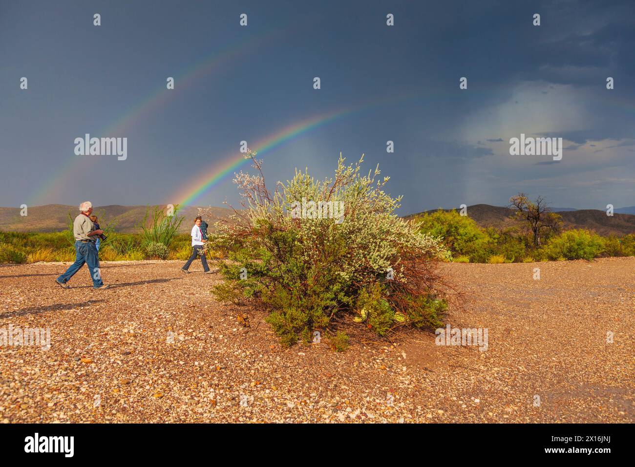 Rainbow dopo la tempesta in piroga pozzi nel Parco nazionale di Big Bend. Foto Stock