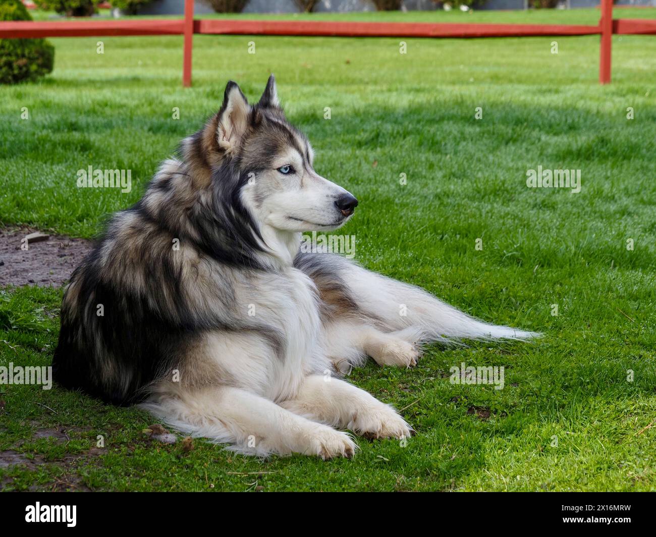 Allerta Sable cane Husky siberiano rivestito di lana che poggia sull'erba con una recinzione a spaccatura rossa sullo sfondo. Foto Stock