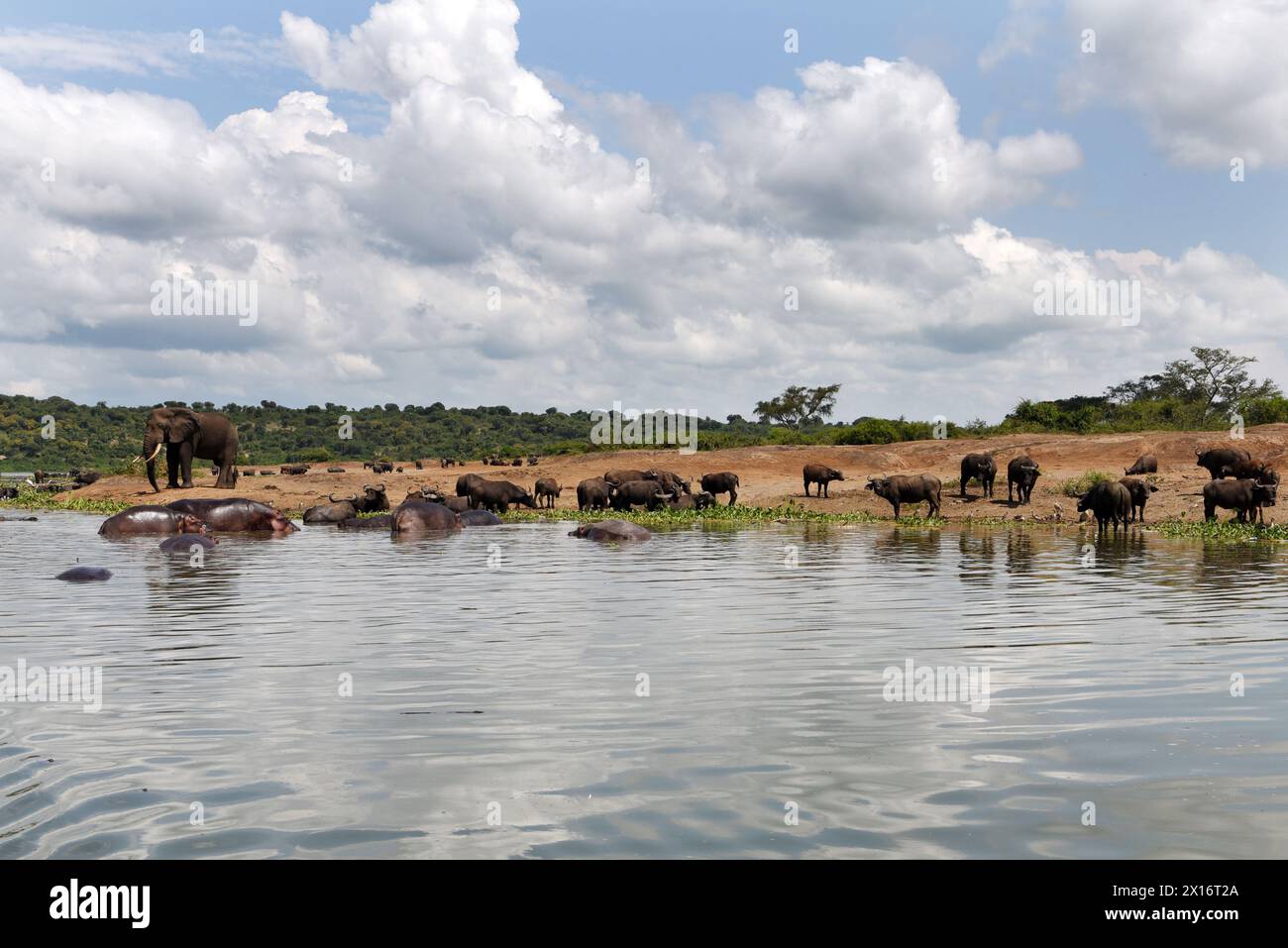 Tra le tranquille acque del Canale di Kazinga in Uganda, una pittoresca scena si dispiega mentre elefanti, bufali e ippopotami condividono pacificamente lo spazio Foto Stock